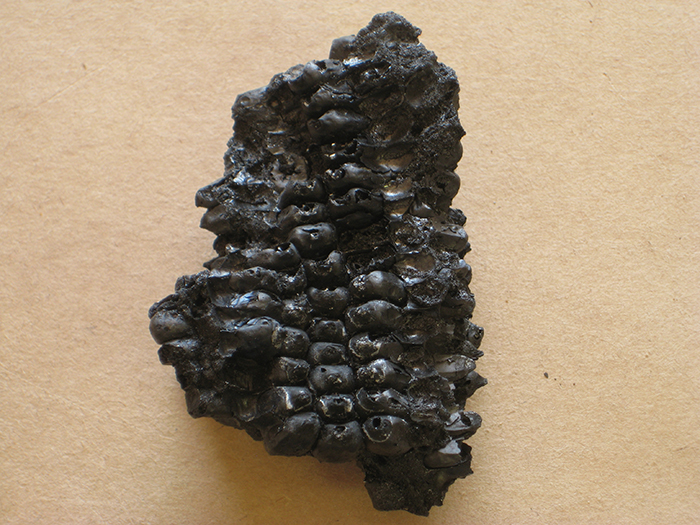 Burned corn (Catalog #1758)